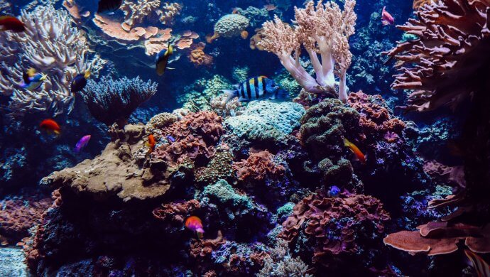 coral-reef-diversity